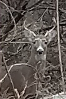 Buck in the woods
