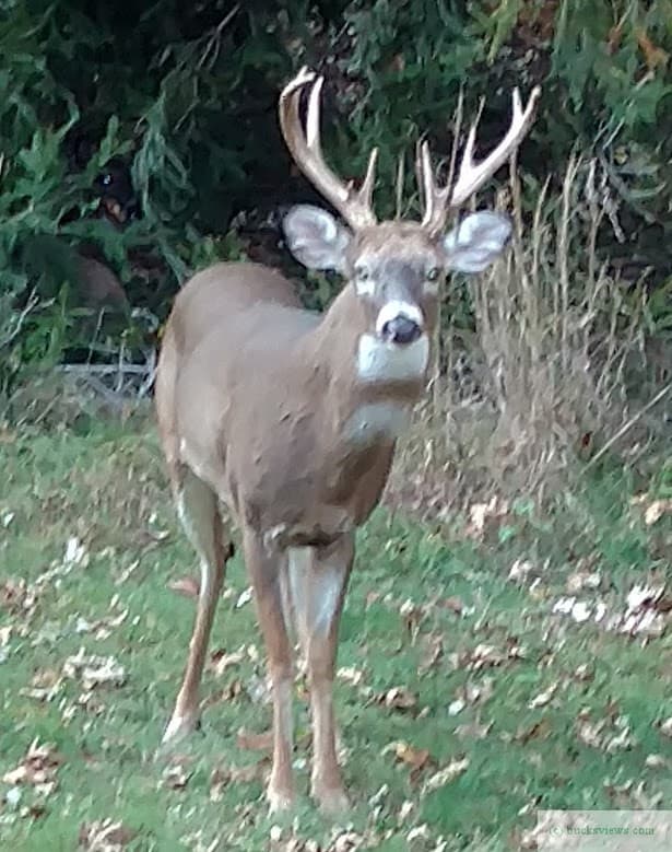 Big Buck in the front yard