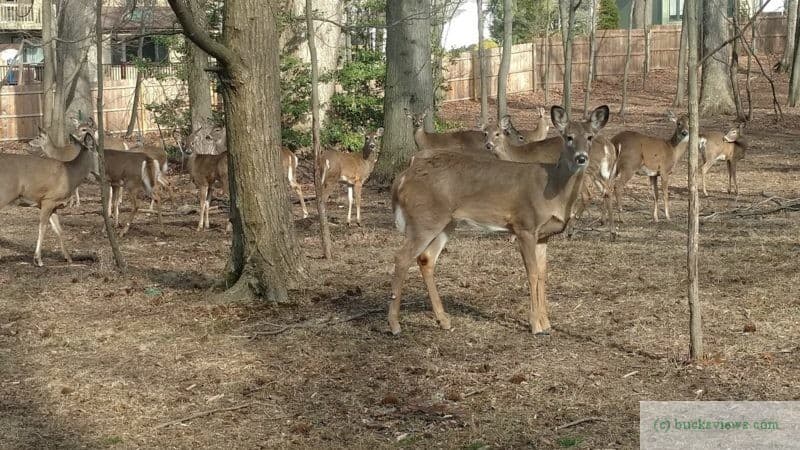 A herd of deer in the yard.