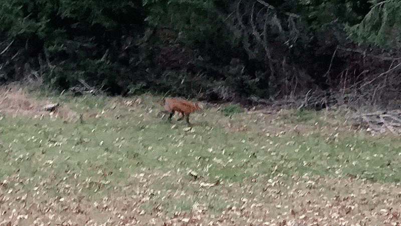 A fox in the yard