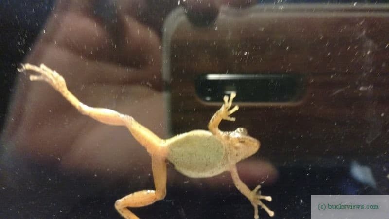 A frog sticking to the window