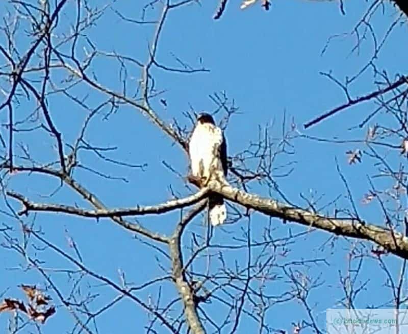 A hawk in a tree