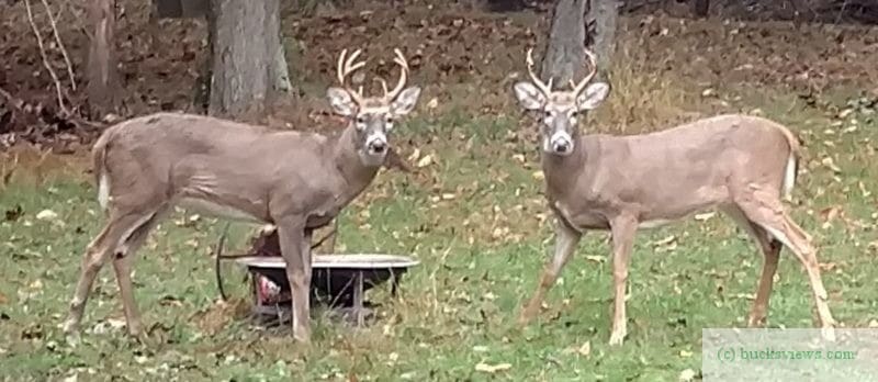 Two bucks in my back yard